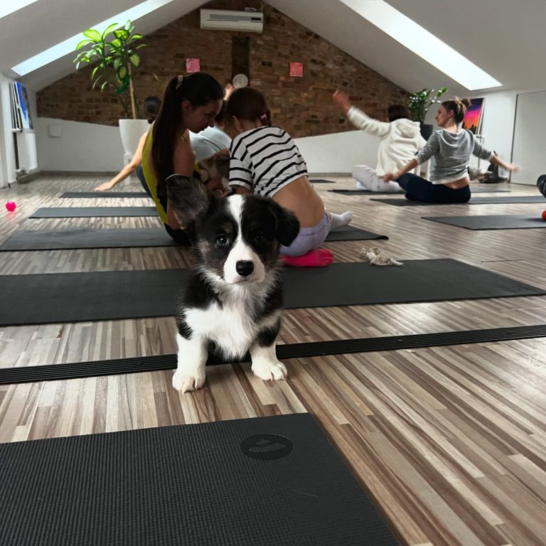 Riga Puppy Yoga3