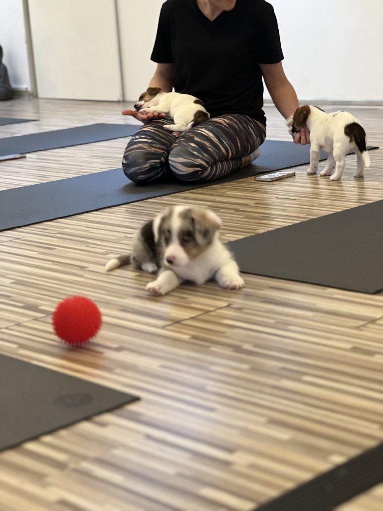 Riga Puppy Yoga1