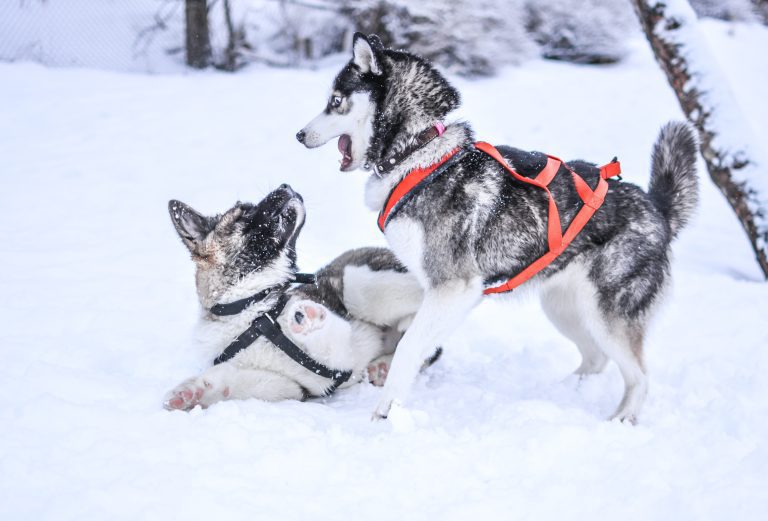 Husky Dog Sledding​5