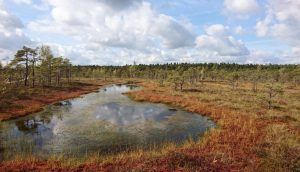 Bright open peat bog landscape with scattered pines and blue sky.
