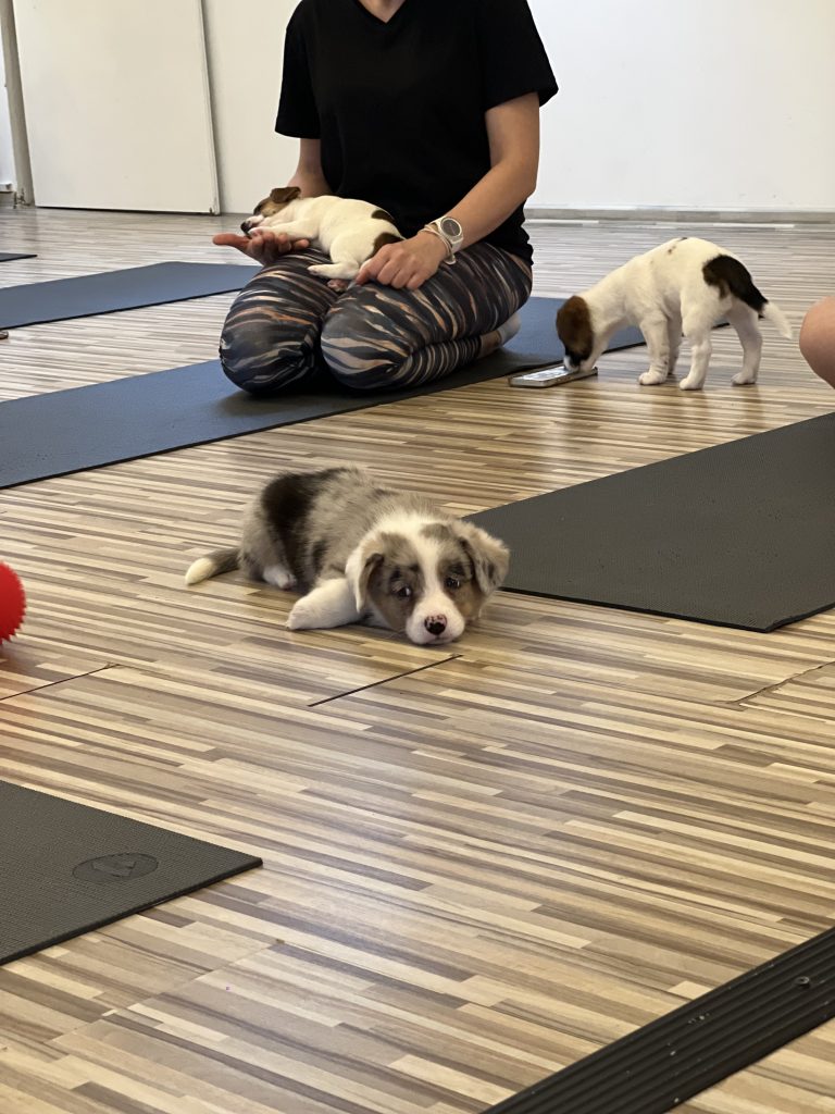 Riga Puppy Yoga2