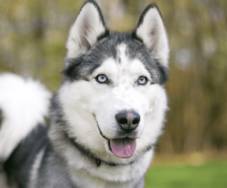 Husky Hike Adventure4