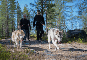 Group walking with huskies in a sunny pine forest