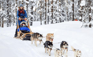 Family husky sled ride with child and musher through snowy forest