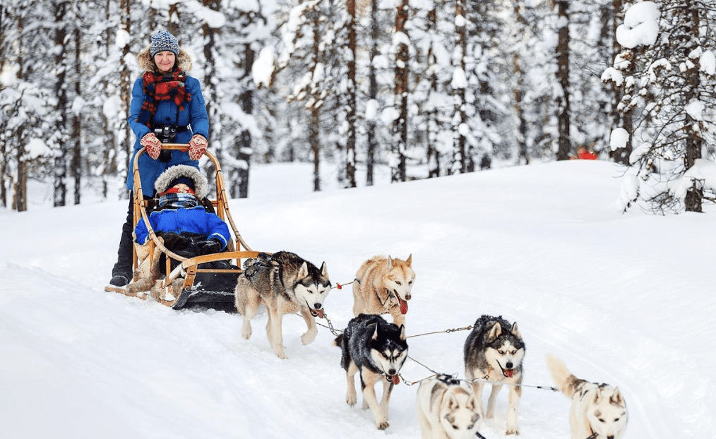 Family husky sled ride with child and musher through snowy forest