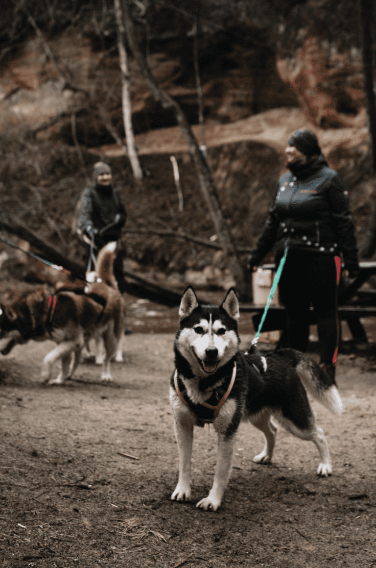 Husky Hike Adventure1