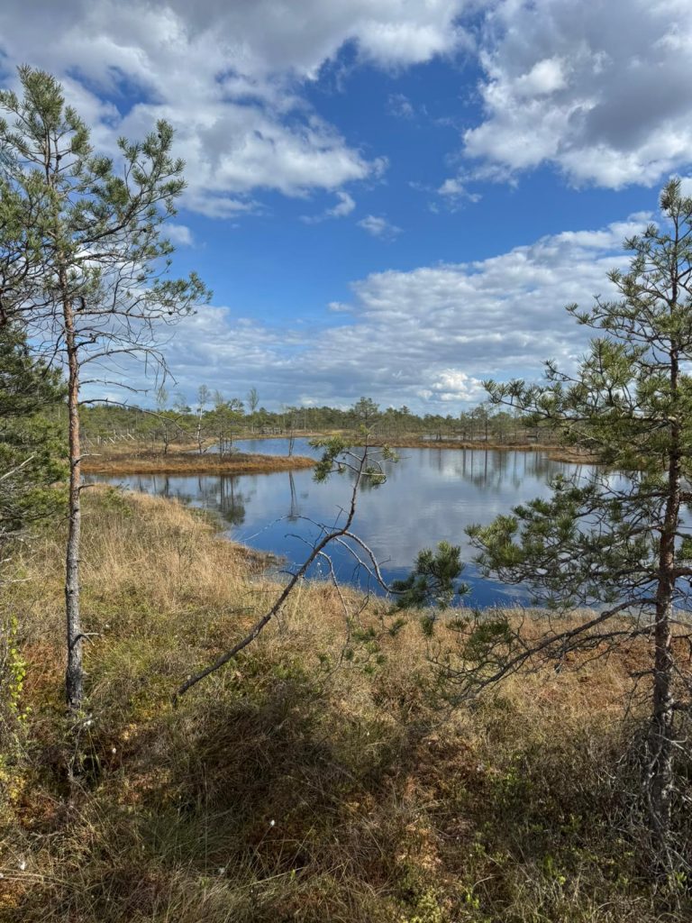 Guided Bog Walk in Ķemeri4