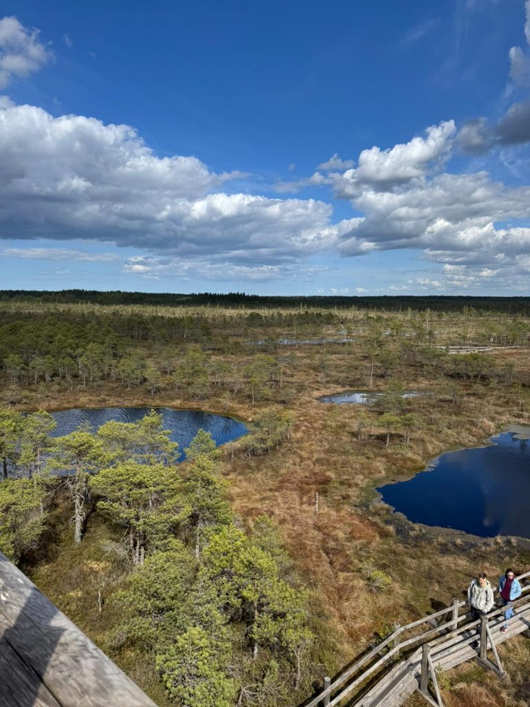 Guided Bog Walk in Ķemeri5