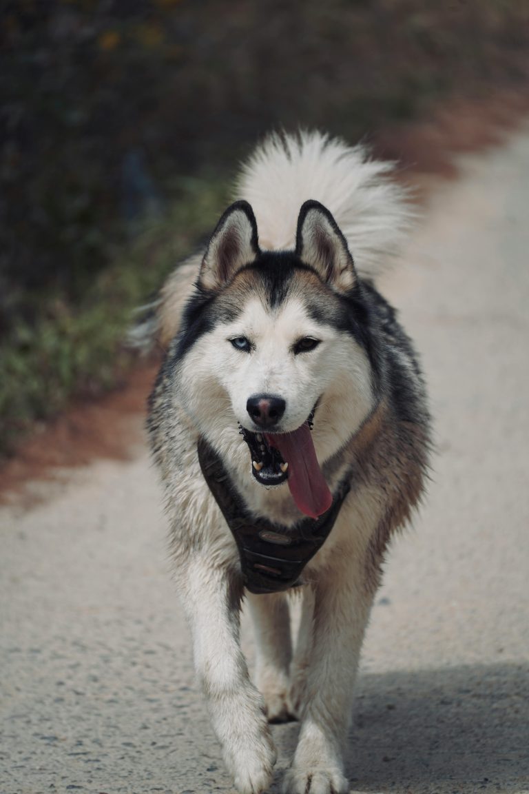 Husky Hike Adventure3