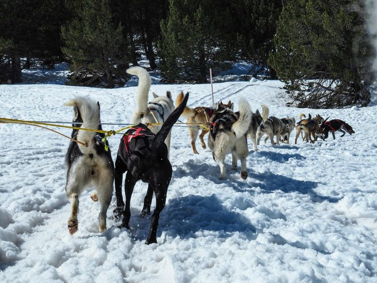 Husky Dog Sledding​4