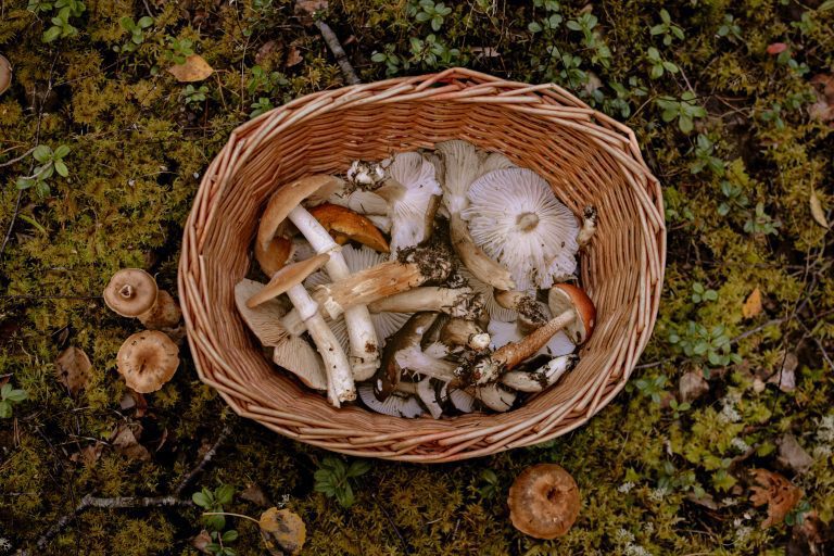 Mushroom Picking2