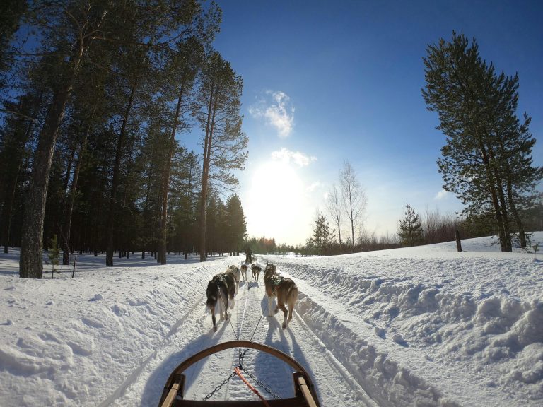 Husky Dog Sledding​2