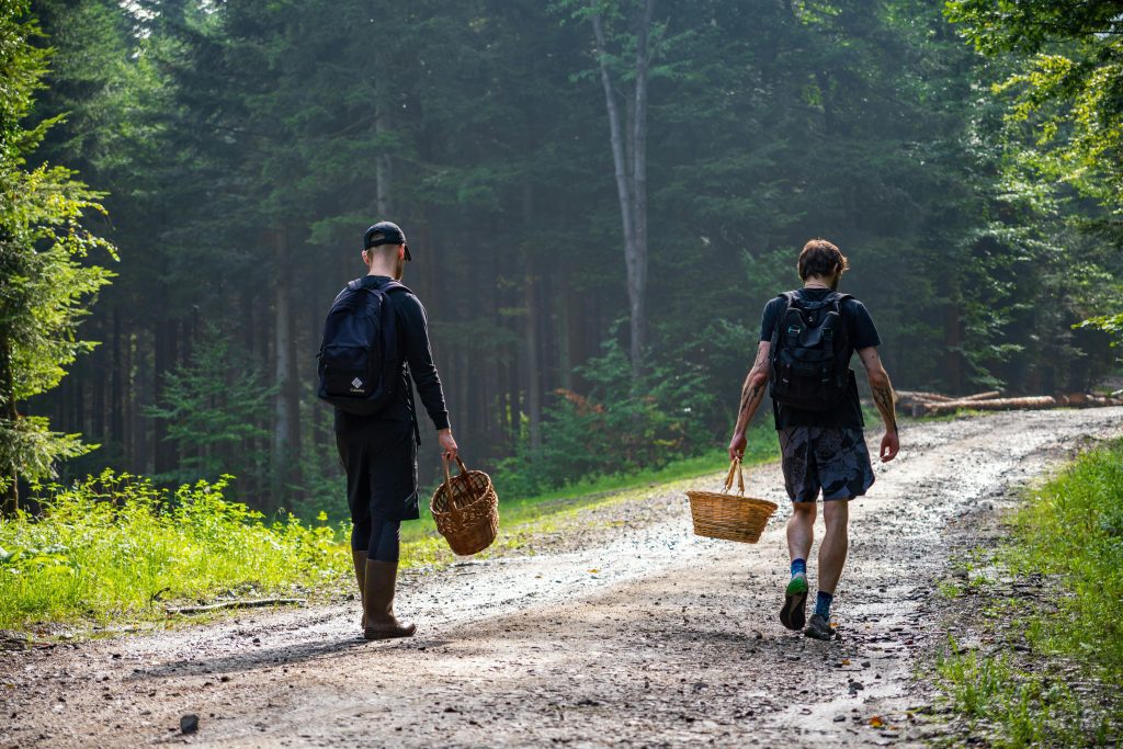 Two men with baskets walking in the forest to pick mushrooms
