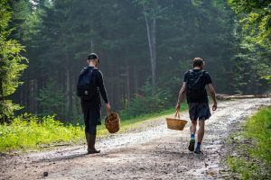 Two men with baskets walking in the forest to pick mushrooms