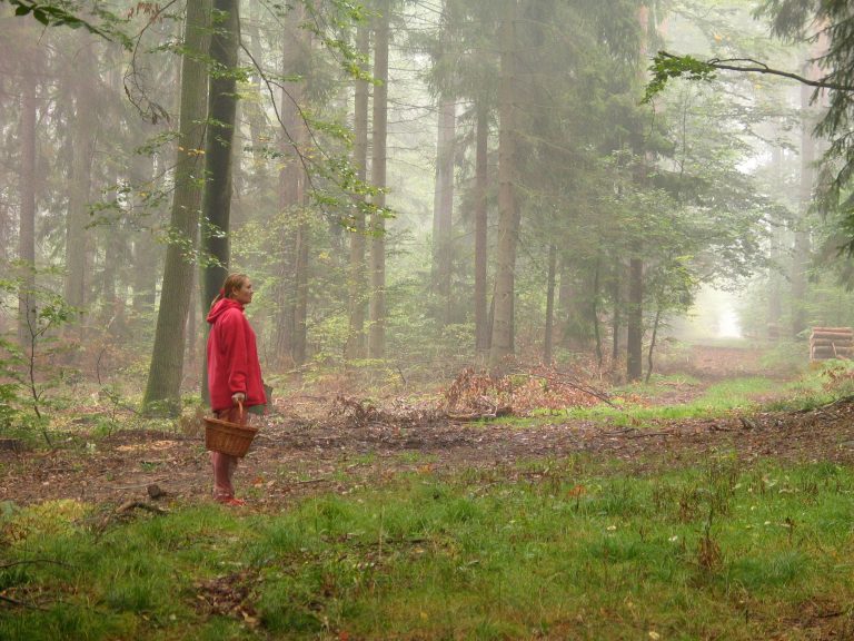 Mushroom Picking4